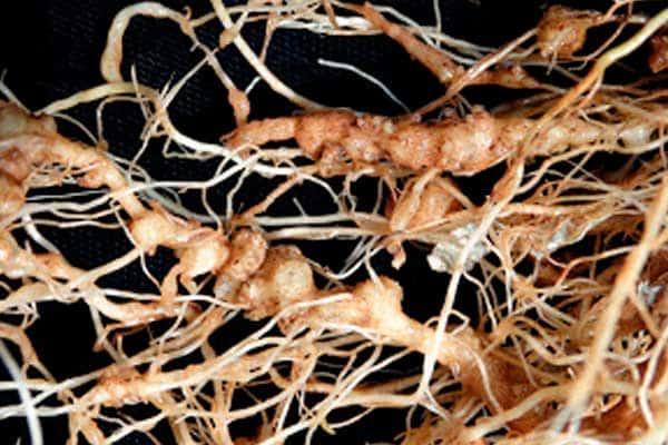 Raices dañadas por los nematodos