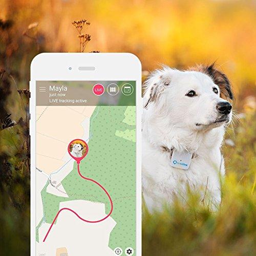 rastreador de mascotas con gps