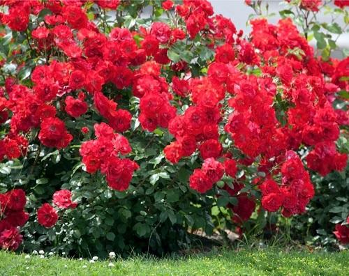 rosal la sevillana, arbusto