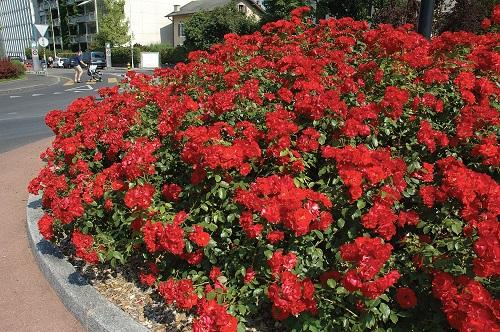 rosa la sevillana, arbusto para crear parterres