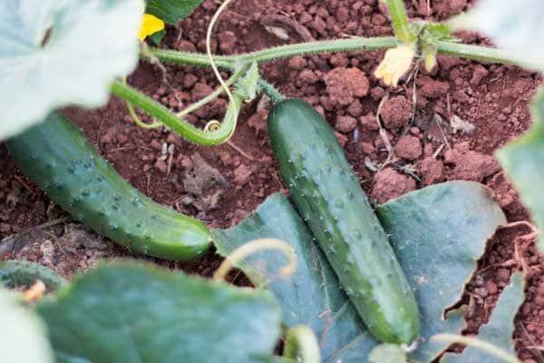 planta de pepinos con dos pepinos grandes