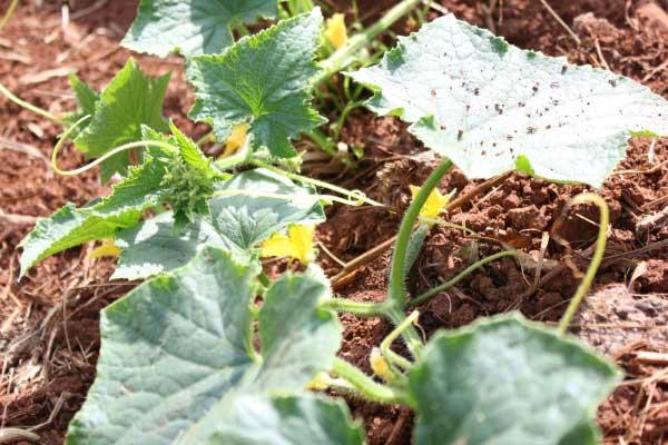 planta de pepino frondosa