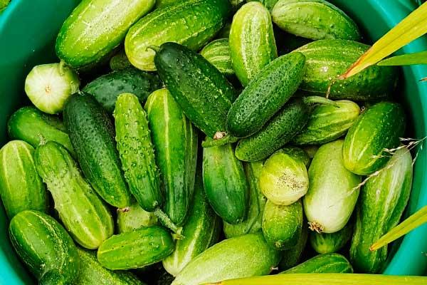 cosecha de pepinillo