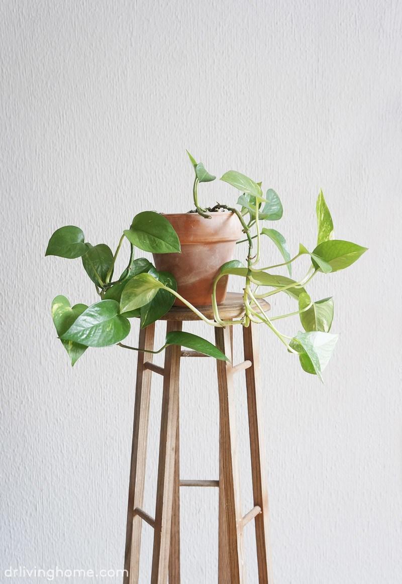 plantas de interior resistentes