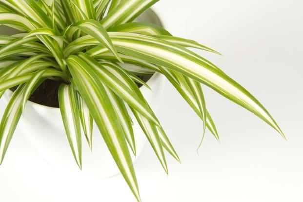 plantas fáciles de cuidar