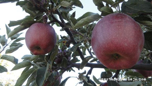 Manzano, manzanas rojas