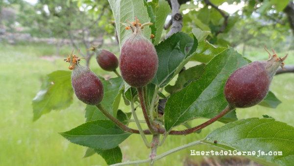 manzanas pequeñas