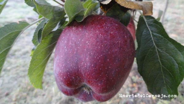 Manzana roja madura. 