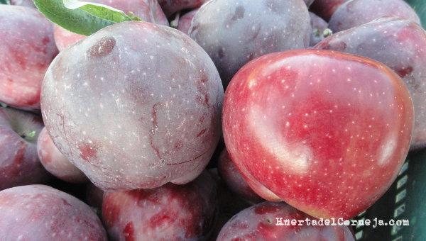 Manzanas rojas, tienen abundante pruina.