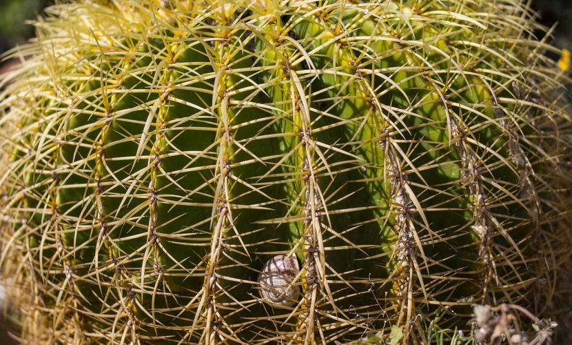 Caracol en Echinocactus grussonii