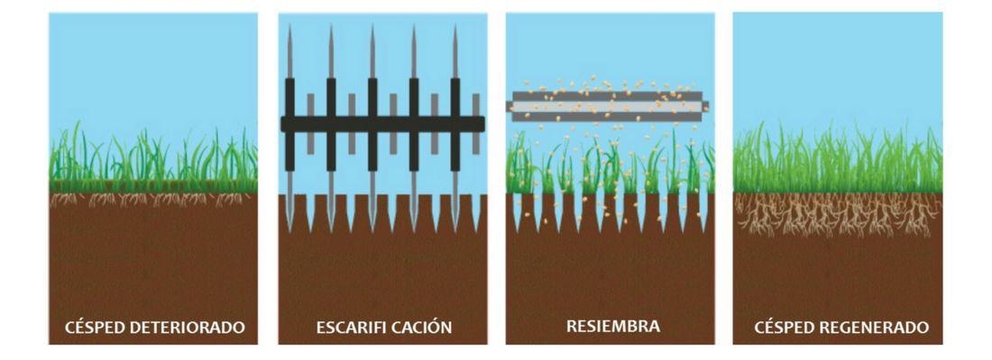 Regenerar el césped