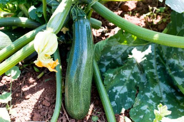 cultivo de calabacino con fruto