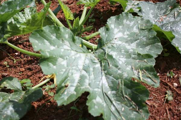 Hoja de calabacín con oidio