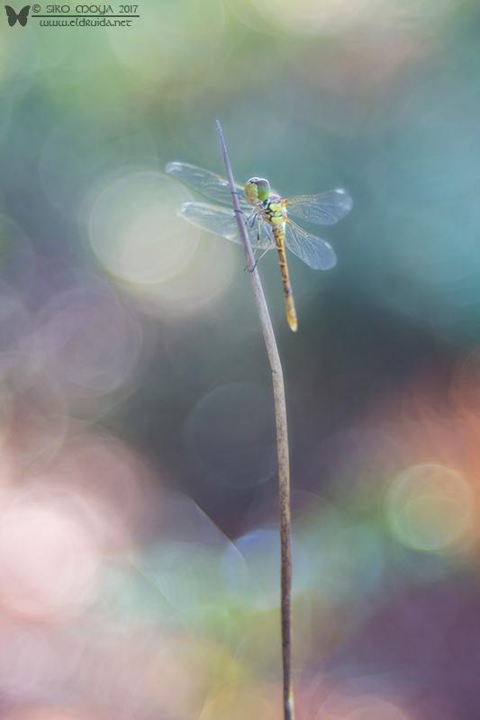 Sympetrum striolatum (common darter dragonfly)