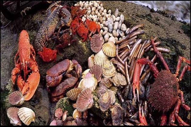 25-recetas-para-navidad-Como-cocer-marisco