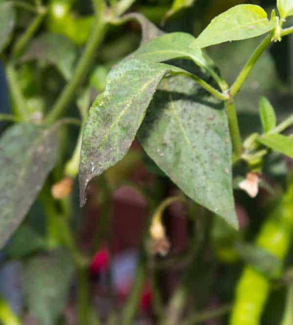 limpieza-negrilla-planta