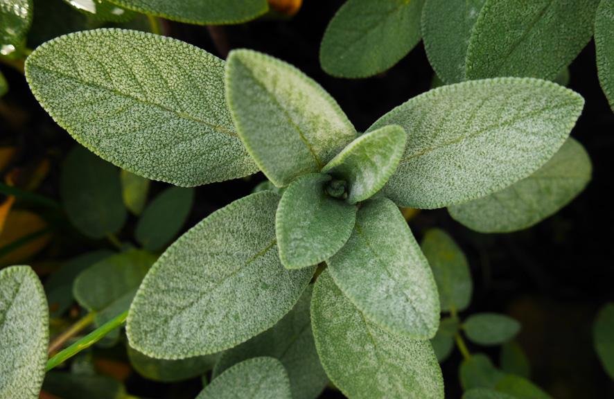 huerto medicinal en tu balcón