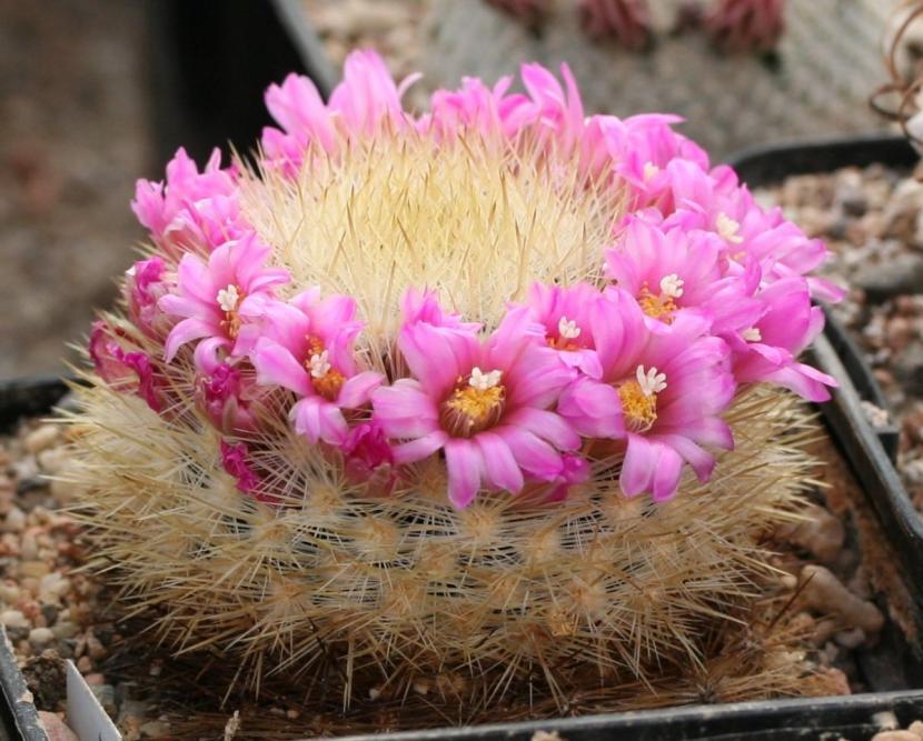 Mammillaria laui ssp. subducta
