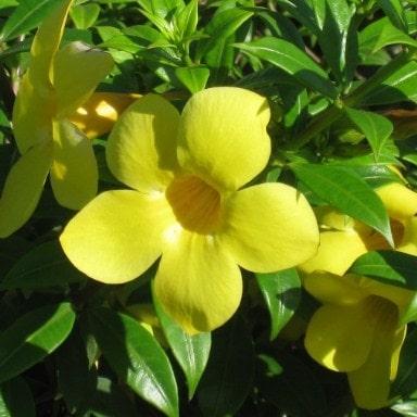 planta afrodisíaca damiana 