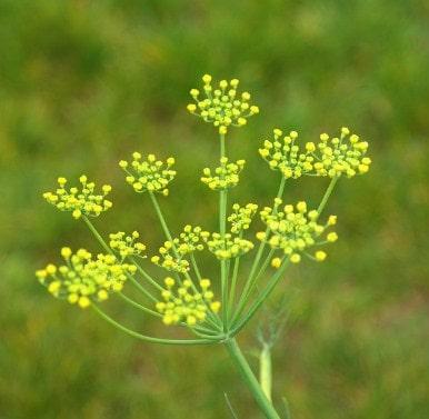 el hinojo es una planta afrodisíaca para el deseo sexual 