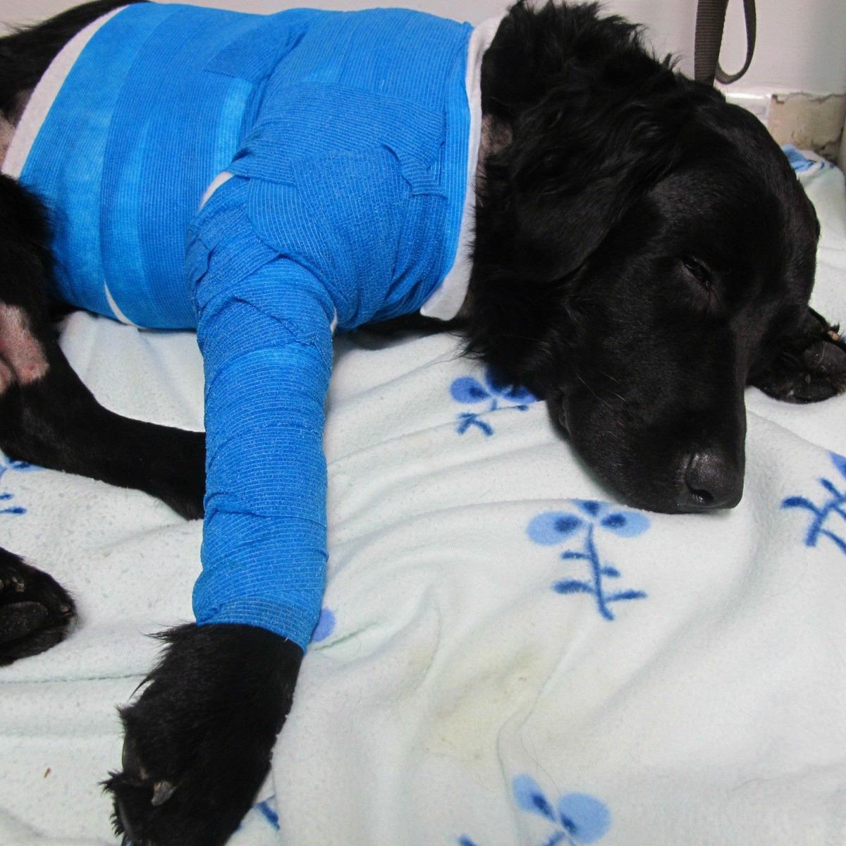 14991438_1311080658928838_4749396478068969303_o