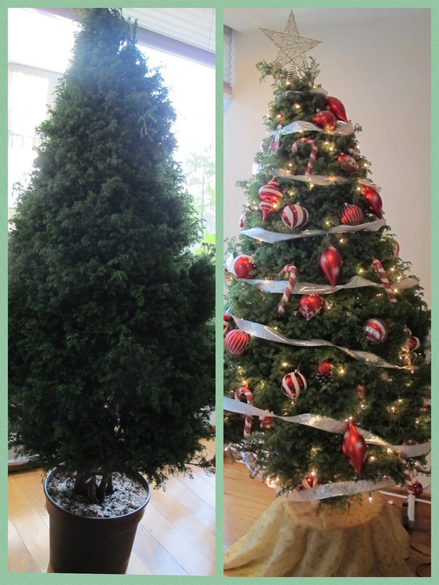 Nuestro árbol de Navidad en maceta, diciembre 2015