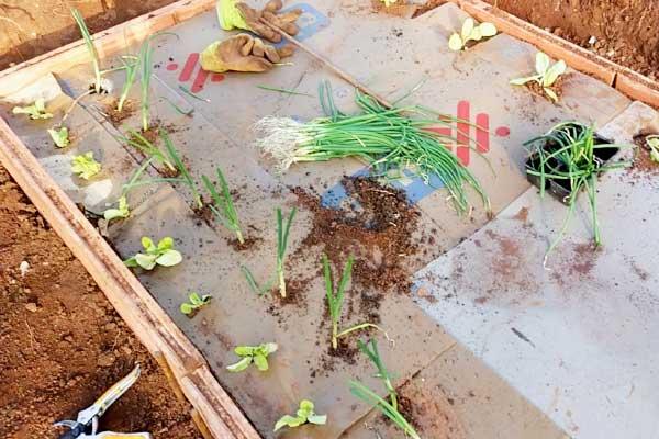 trasplante-cebollino-bancal