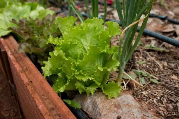 riego-goteo-cebollas