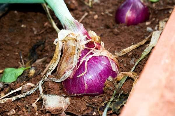 recolectar-cebollas-huerta