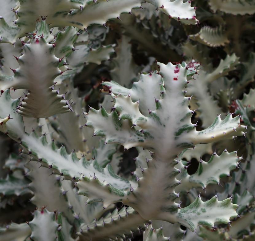 Detalle de la Euphorbia lactea