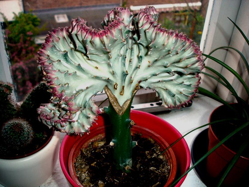 Euphorbia lactea f. cristata White Ghost