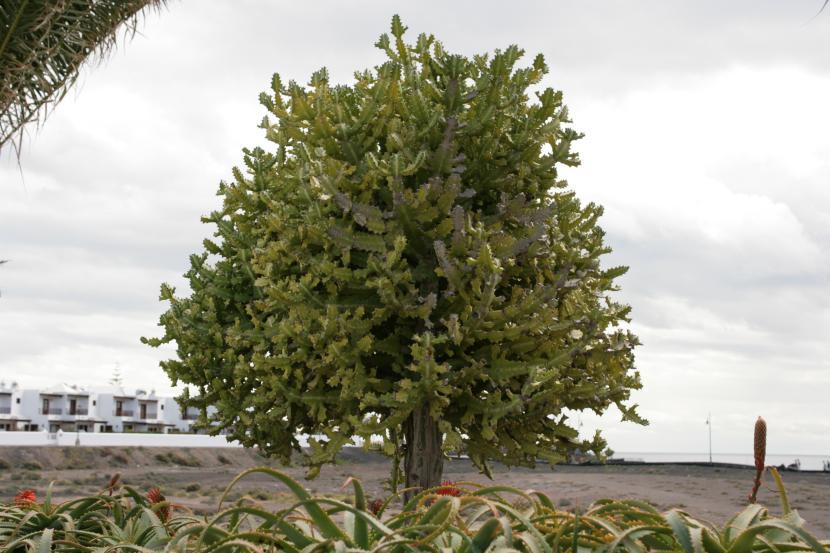 Árbol de Euphorbia lactea