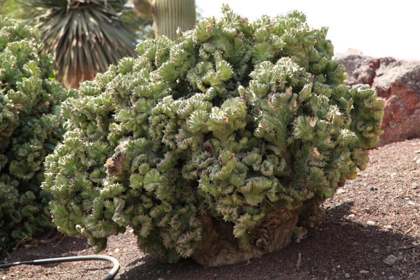 Euphorbia lactea f. cristata