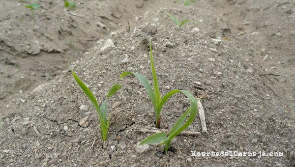 Maíz morado germinando