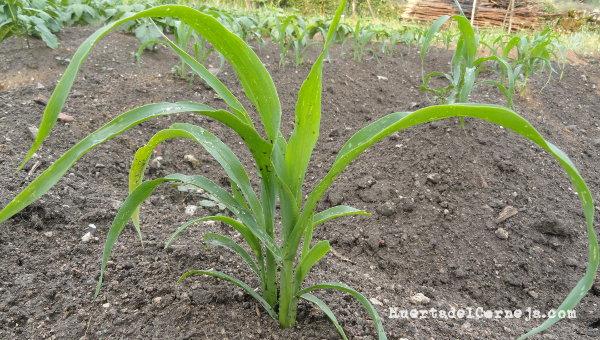 Maíz morado creciendo