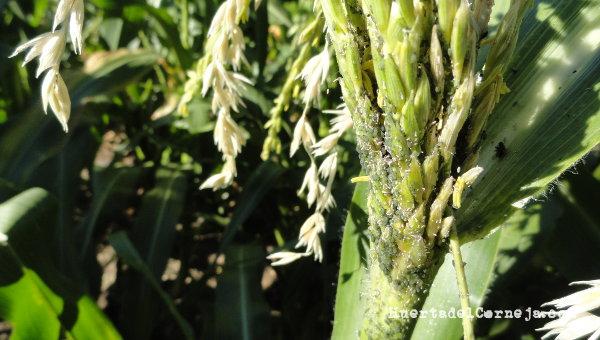 Pulgón en planta de maíz
