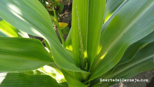 Maíz morado, inflorescencia masculina