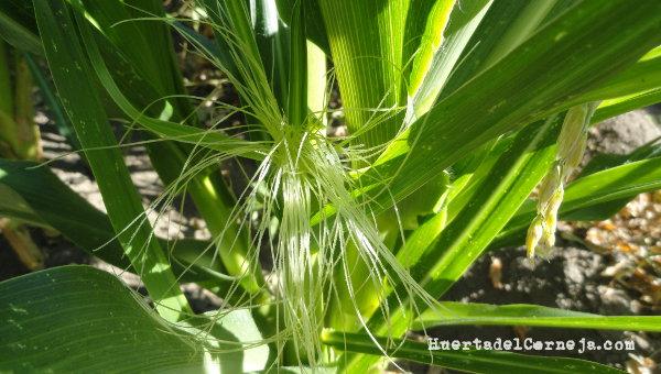 Maíz morado, inflorescencia femenina