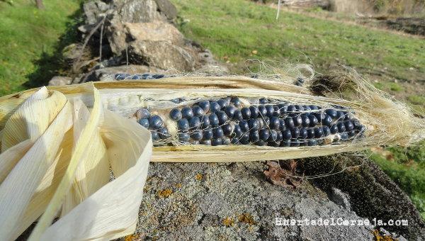 Mazorca de maíz morado