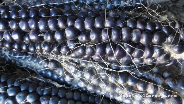 mazorca maiz morado
