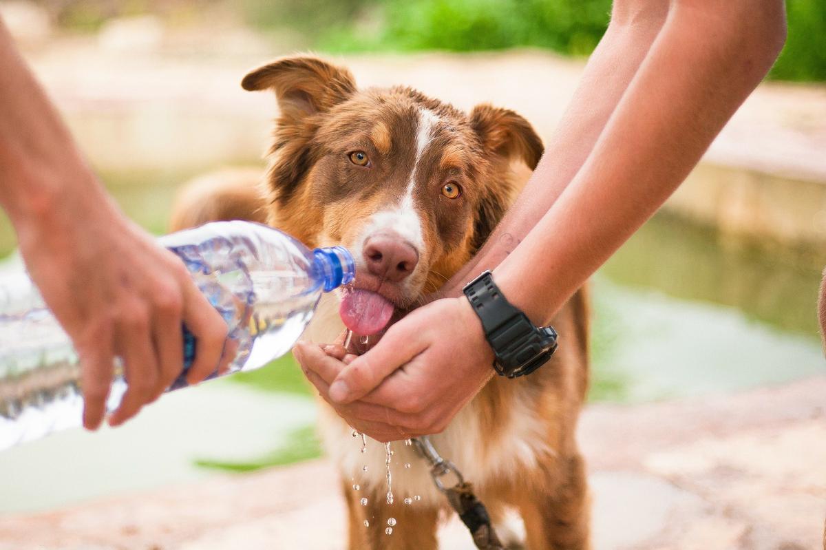 Ofreciendo agua a un perro