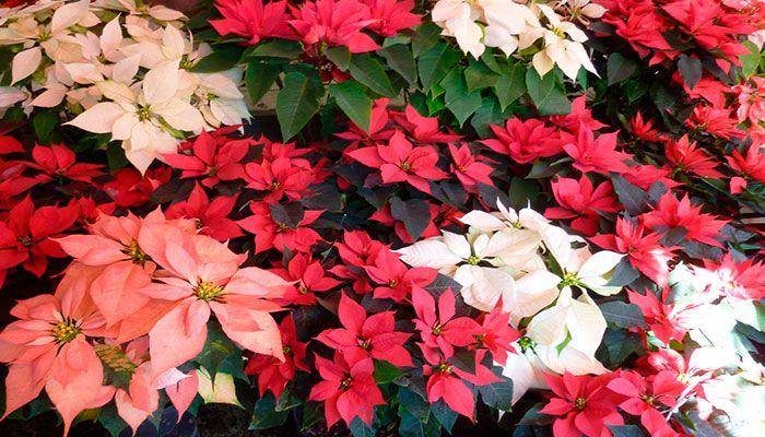 navidad,-flor-de-pascua,-poinsetia,-estrella-de-navidad
