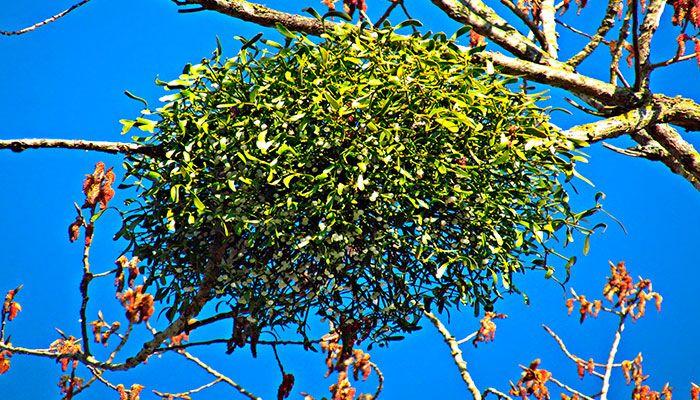 navidad,-muérdago,-liga,-visco