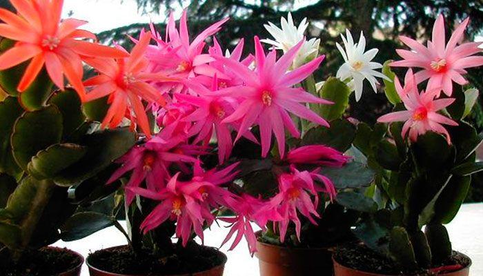 navidad,-Cactus-de-Navidad,-Schlumbergera,-Santa-Teresita
