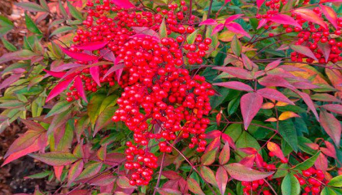 navidad-nandina, Bambú sagrado o Bambú divino