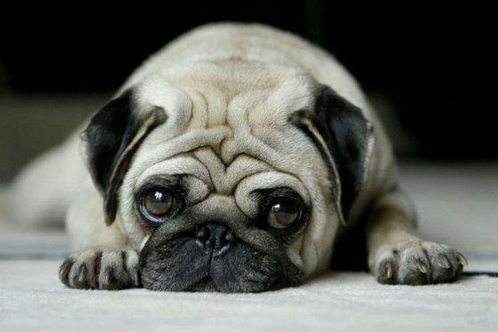 alimentos y accesorios para perros | Best for Pets