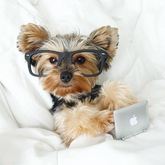 alimentos y accesorios para perros | Best for Pets