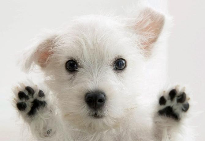 alimentos y accesorios para perros | Best for Pets