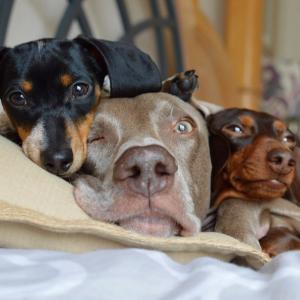 alimentos y accesorios para perros | Best for Pets