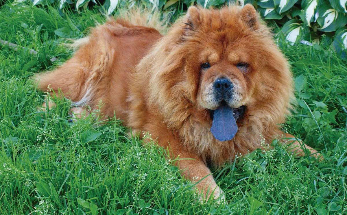 alimentos y accesorios para perros | Best for Pets